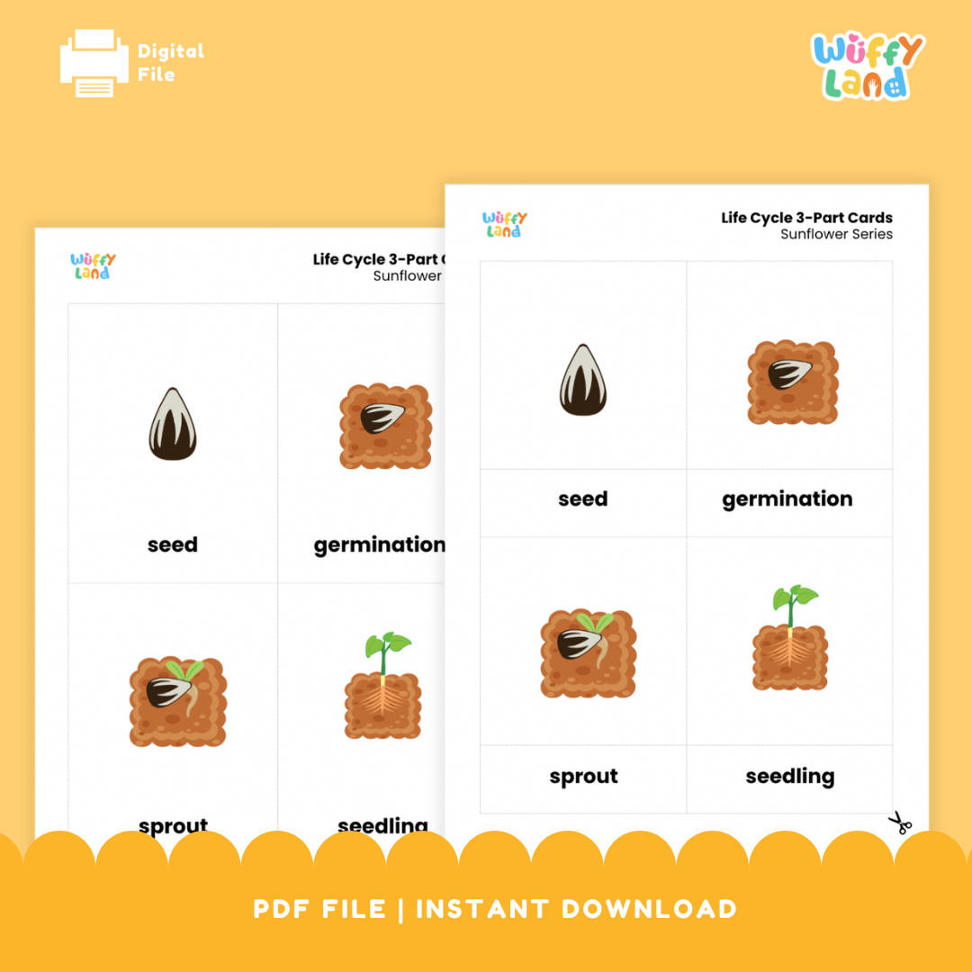 Printable sunflower life cycle 3-part card learning set arranged for early childhood Montessori botany shelves and science centers 🌿☀️