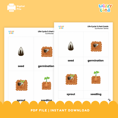 Printable sunflower life cycle 3-part card learning set arranged for early childhood Montessori botany shelves and science centers 🌿☀️