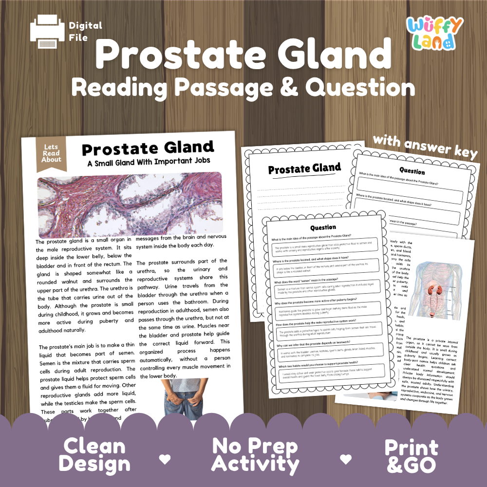 Prostate gland reading comprehension passage and questions printable activity pack with answer key for elementary students