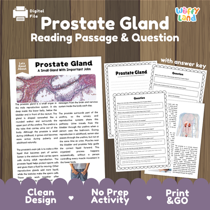 Prostate gland reading comprehension passage and questions printable activity pack with answer key for elementary students