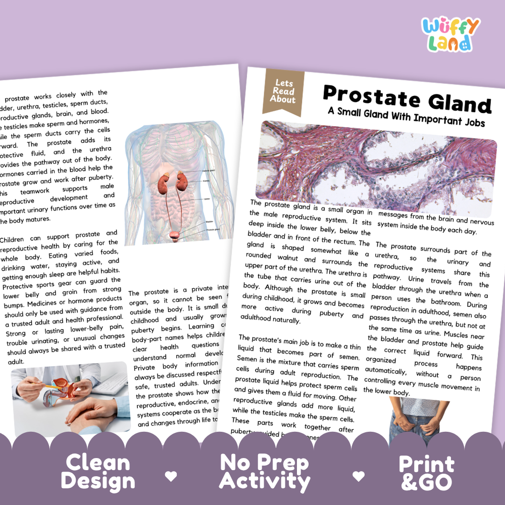 Teacher answer key page showing complete question solutions for Prostate Gland human body reading comprehension practice
