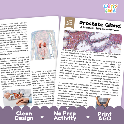 Teacher answer key page showing complete question solutions for Prostate Gland human body reading comprehension practice
