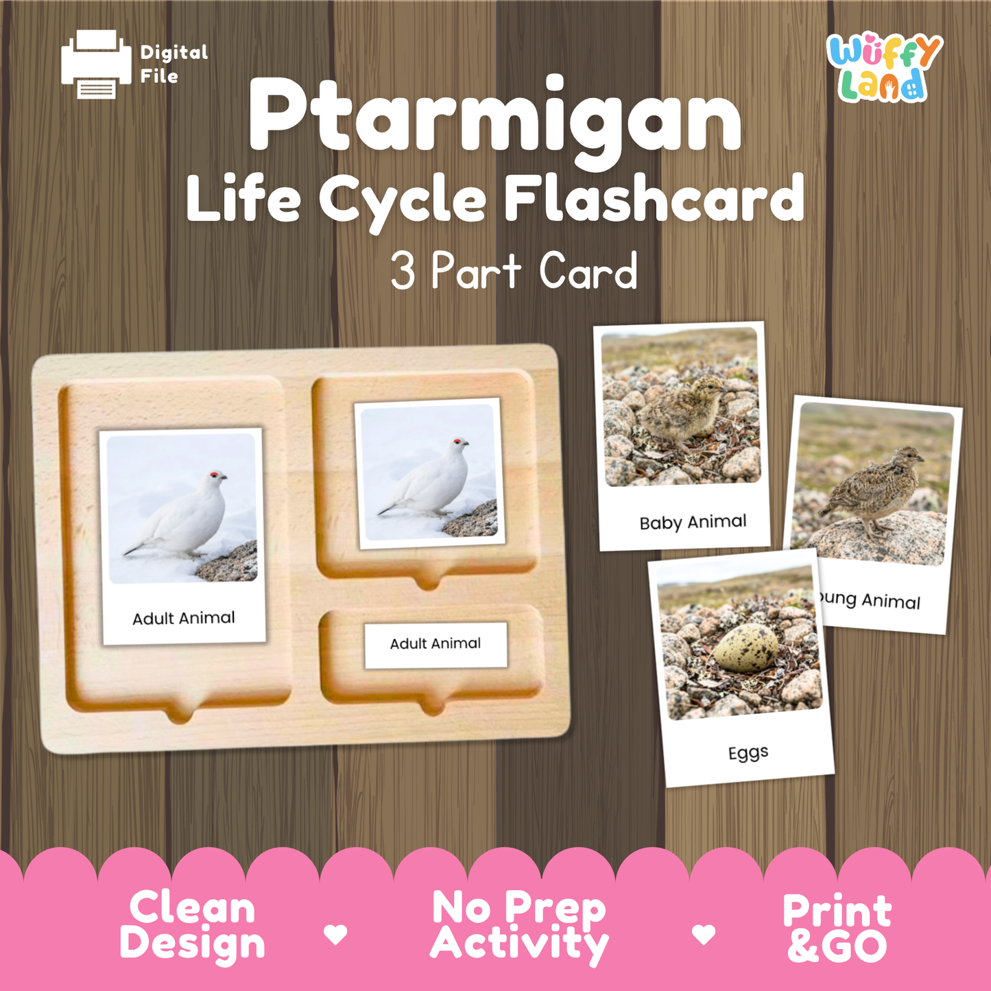Ptarmigan Life Cycle Flashcards | Montessori 3 Part Cards Science Activity