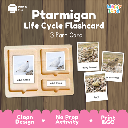 Ptarmigan Life Cycle Flashcards | Montessori 3 Part Cards Science Activity