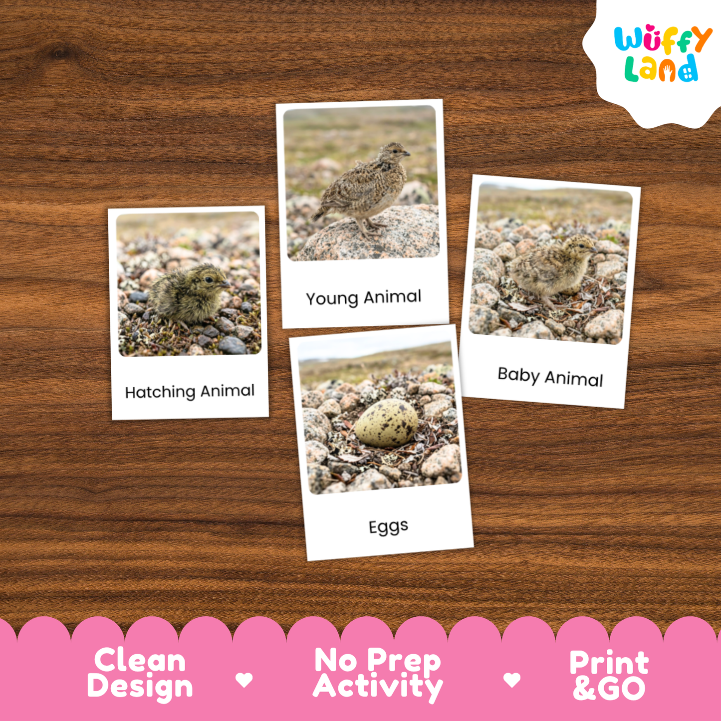 Ptarmigan Life Cycle Flashcards | Montessori 3 Part Cards Science Activity