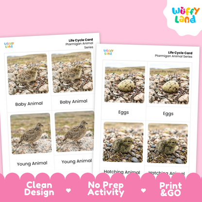 Ptarmigan Life Cycle Flashcards | Montessori 3 Part Cards Science Activity