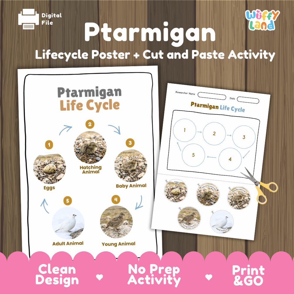 Ptarmigan Life Cycle Poster and Cut and Paste Worksheet Activity