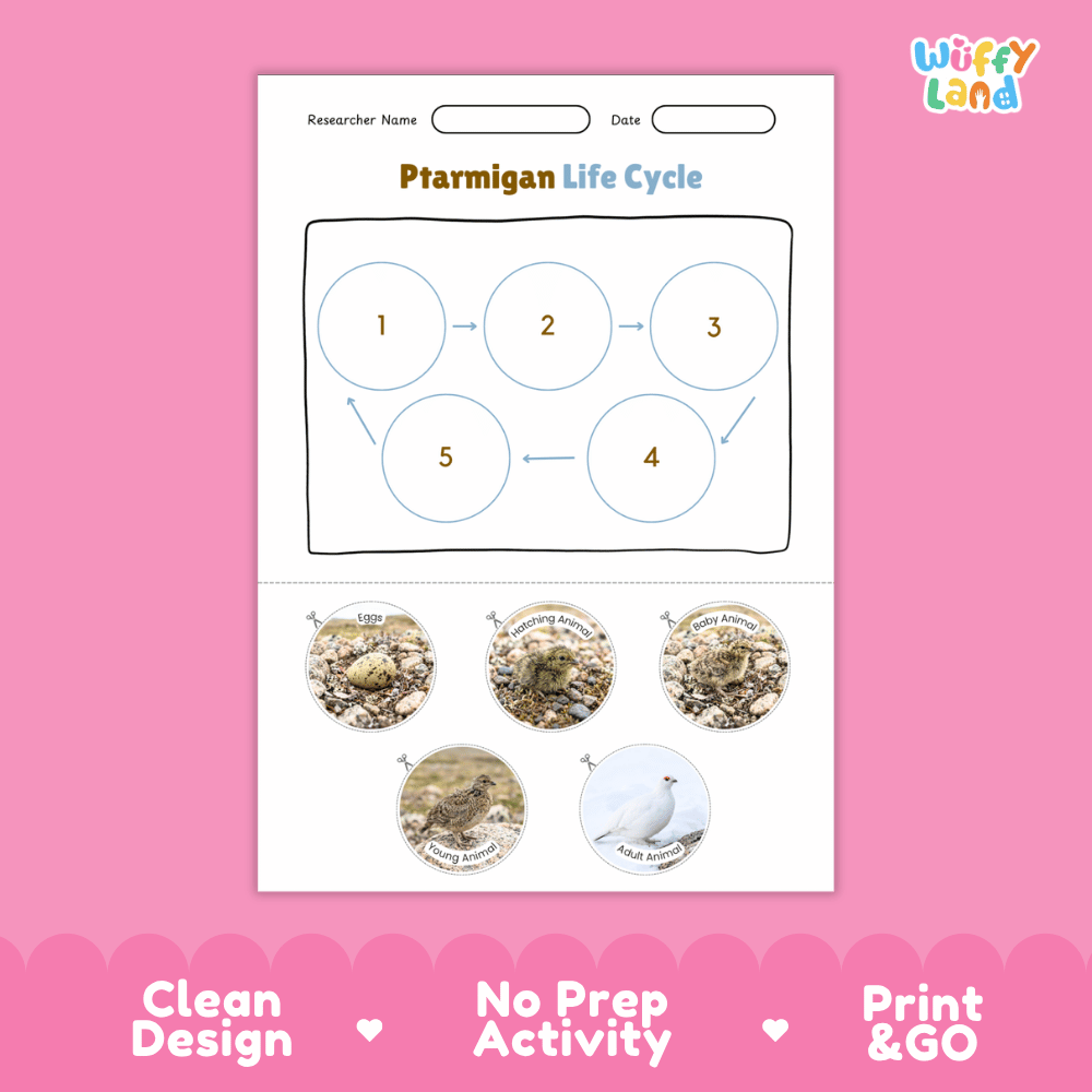 Ptarmigan Life Cycle Poster and Cut and Paste Worksheet Activity