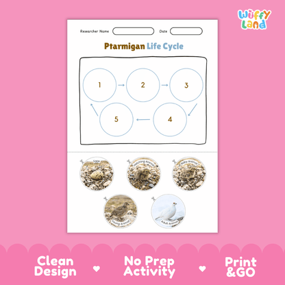 Ptarmigan Life Cycle Poster and Cut and Paste Worksheet Activity