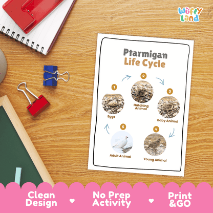 Ptarmigan Life Cycle Poster and Cut and Paste Worksheet Activity