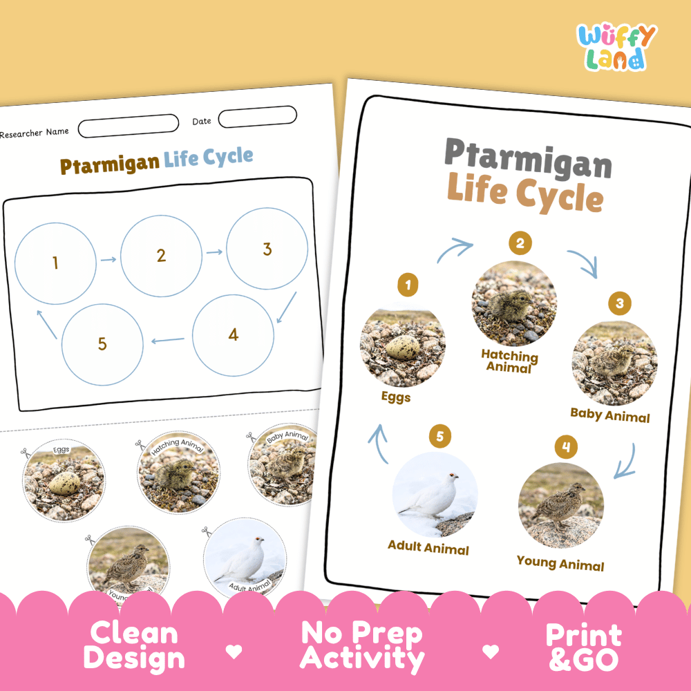 Ptarmigan Life Cycle Poster and Cut and Paste Worksheet Activity