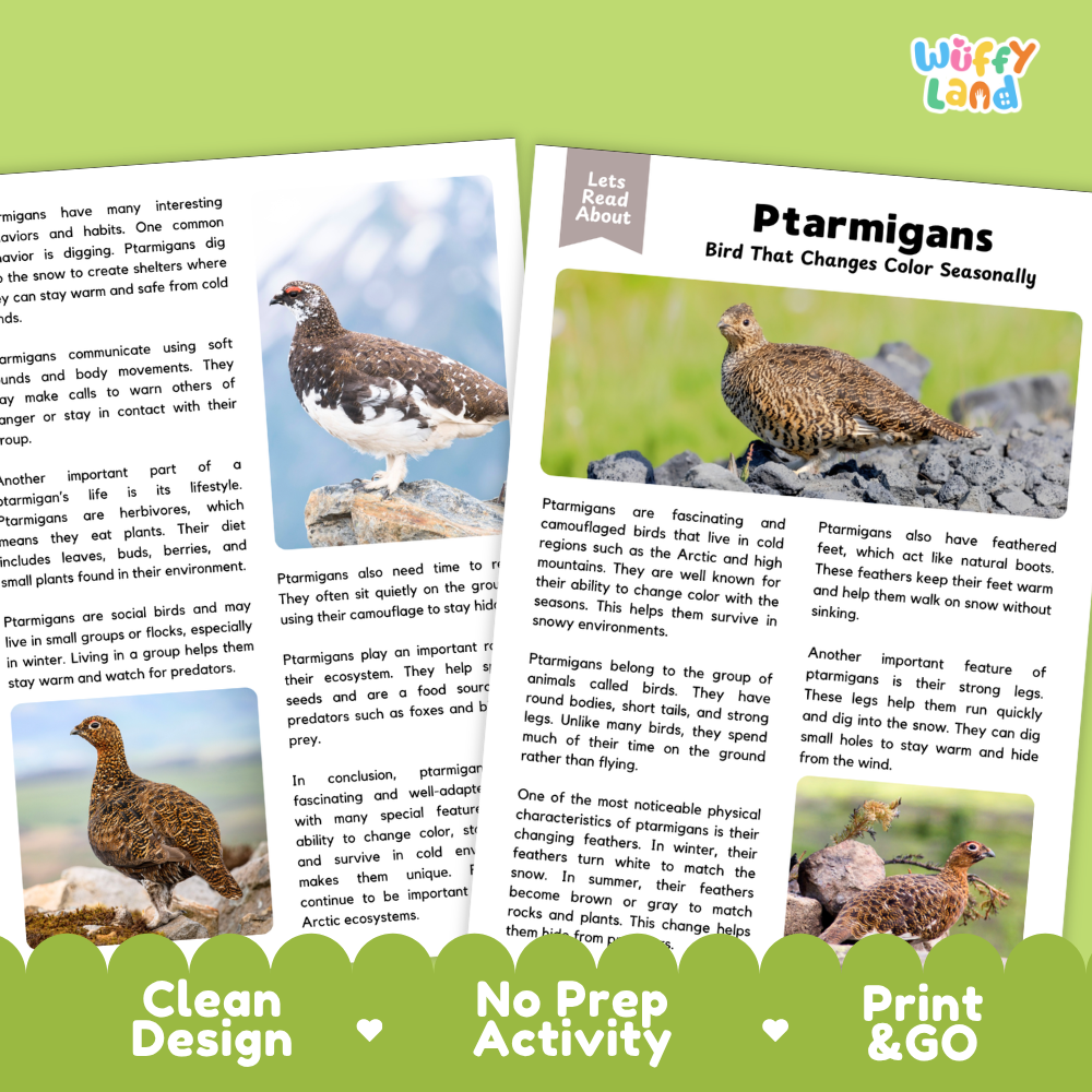 Four printed educational cards about partridges arranged on a white background with decorative arrows and text reading 'Clean Design', 'No Prep Activity', and 'Print & GO'. The cards include a bird photo and text sections titled 'Lets Read About' and 'Ptmigans Bird That Changes Color Seasonally'.
