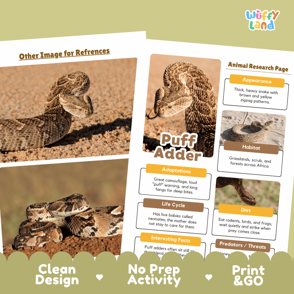 Two printed educational poster sheets about a rattlesnake displayed on a beige background with a decorative green top and bottom border. The sheets include labeled sections such as Appearance, Habitat, Adaptations, Life Cycle, Diet, and Interesting Facts, with a large photo of a rattlesnake and the title 'Puff Adder.