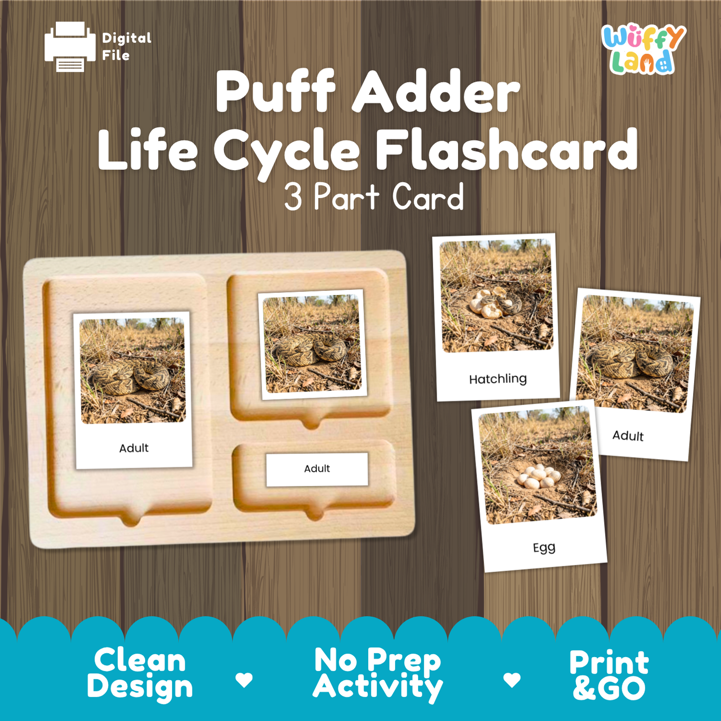 Puff Adder Life Cycle Flashcards 3 Part Cards Montessori Science Activity