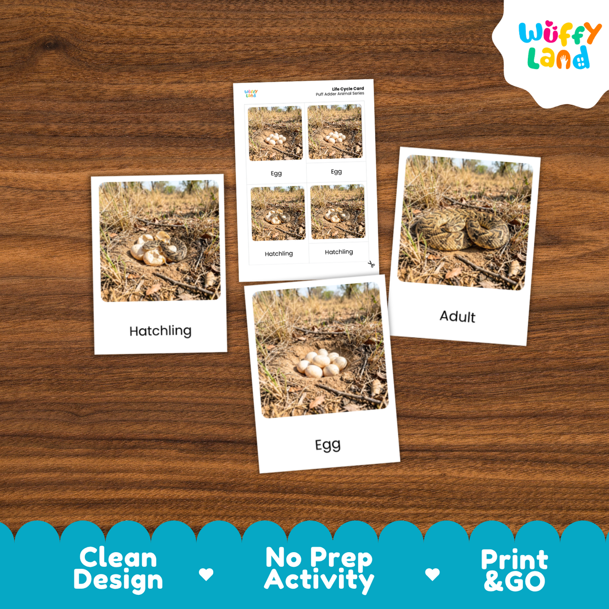 Puff Adder Life Cycle Flashcards 3 Part Cards Montessori Science Activity
