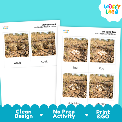 Puff Adder Life Cycle Flashcards 3 Part Cards Montessori Science Activity