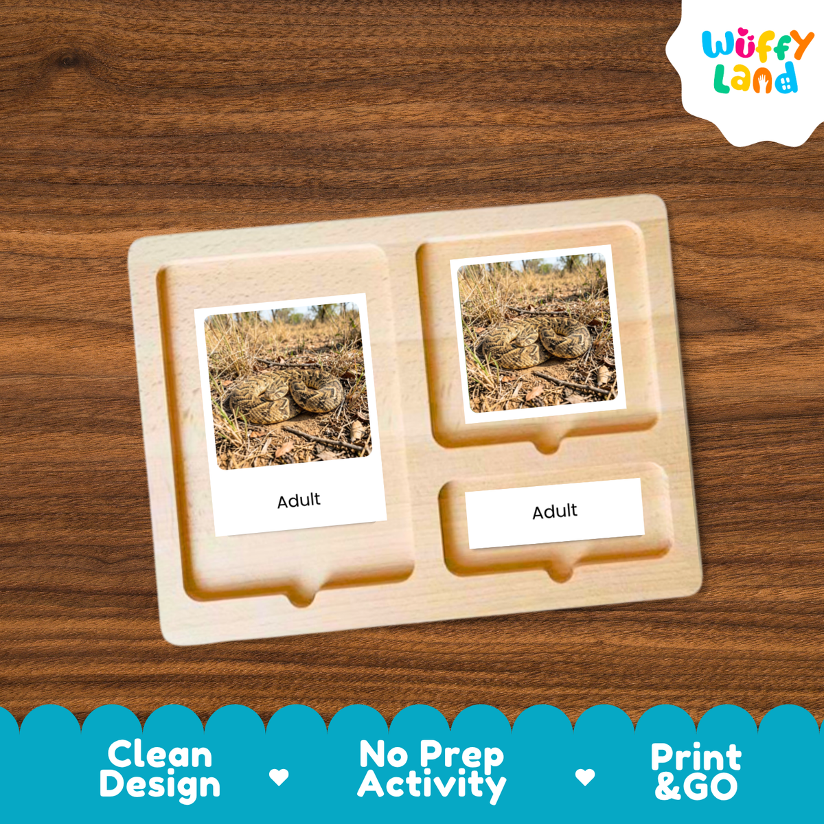 Puff Adder Life Cycle Flashcards 3 Part Cards Montessori Science Activity