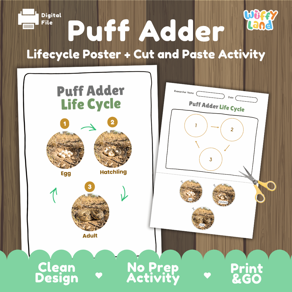 Puff Adder Life Cycle Poster and Cut and Paste Worksheet Activity