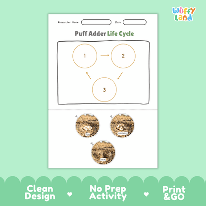 Puff Adder Life Cycle Poster and Cut and Paste Worksheet Activity