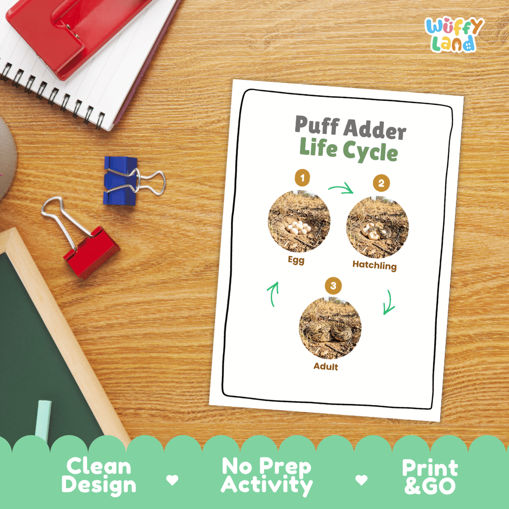 Puff Adder Life Cycle Poster and Cut and Paste Worksheet Activity
