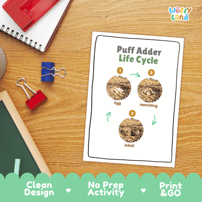 Puff Adder Life Cycle Poster and Cut and Paste Worksheet Activity