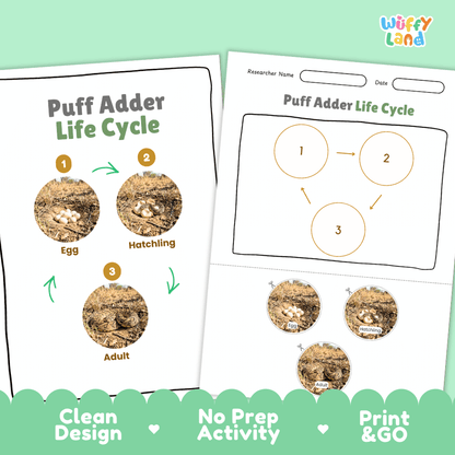 Puff Adder Life Cycle Poster and Cut and Paste Worksheet Activity
