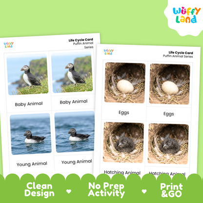 Puffin Life Cycle Flashcards | Montessori 3 Part Cards Science Activity