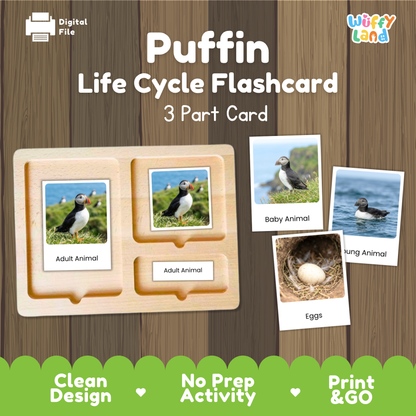 Puffin Life Cycle Flashcards | Montessori 3 Part Cards Science Activity