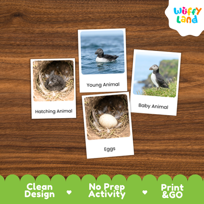 Puffin Life Cycle Flashcards | Montessori 3 Part Cards Science Activity