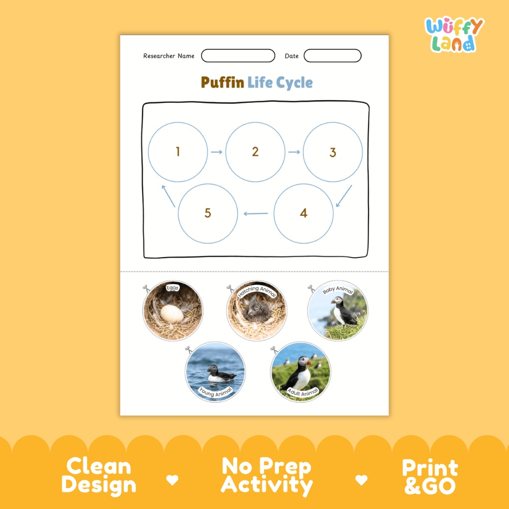 Puffin Life Cycle Poster and Cut and Paste Worksheet Activity