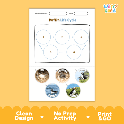Puffin Life Cycle Poster and Cut and Paste Worksheet Activity