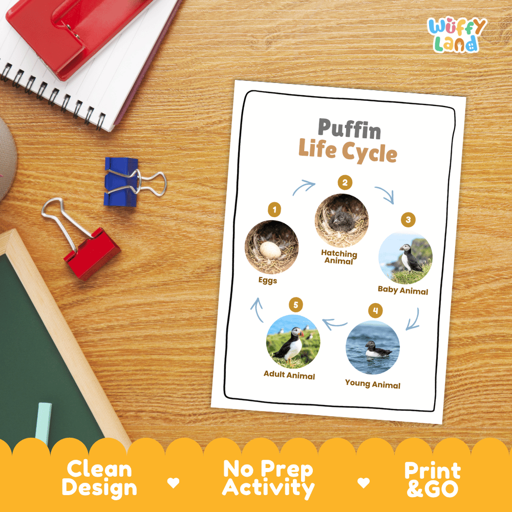 Puffin Life Cycle Poster and Cut and Paste Worksheet Activity