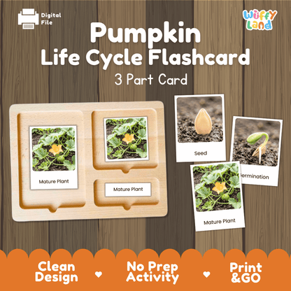 Montessori three part cards featuring real photographic images of pumpkin plant growth stages and flowering vines displayed on a wooden tray