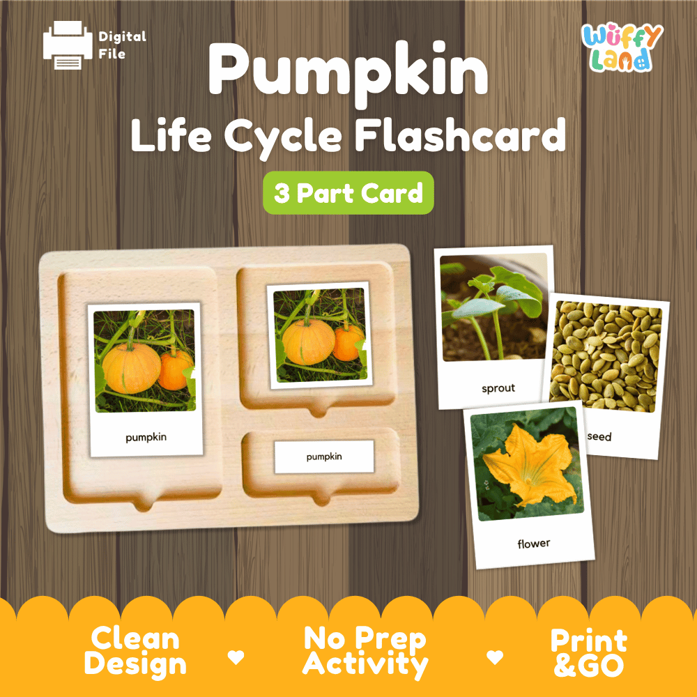 Pumpkin Life Cycle Flashcard activity set by Wiffly Land, featuring a wooden 3-part card tray with labeled pumpkin photos and three separate flashcard images showing sprout, seed, and flower stages, on a wood-grain background.