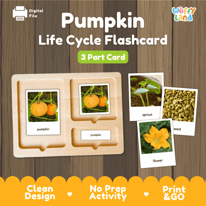 Pumpkin Life Cycle Flashcard activity set by Wiffly Land, featuring a wooden 3-part card tray with labeled pumpkin photos and three separate flashcard images showing sprout, seed, and flower stages, on a wood-grain background.