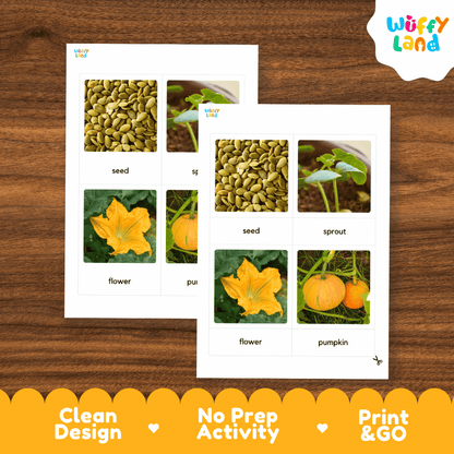 Two printed educational activity sheets showing plant life-cycle photos with labels 'seed', 'sprout', 'flower', and 'pumpkin' on a wood background. The sheets are branded 'Wuffy Land' and include marketing text 'Clean Design', 'No Prep Activity', and 'Print & GO' along the bottom.