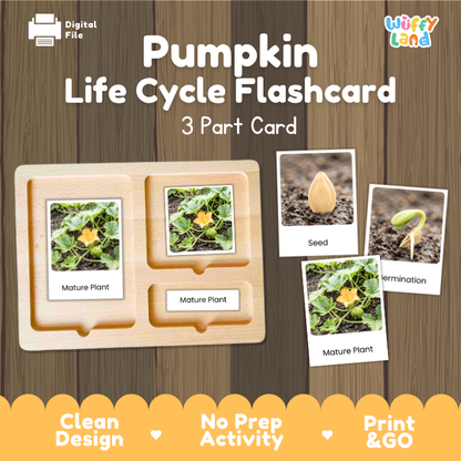 Pumpkin Life Cycle Flashcard 3 Part Card Montessori Science Printable