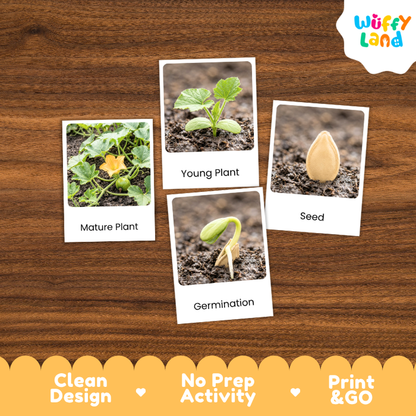 Pumpkin Life Cycle Flashcard 3 Part Card Montessori Science Printable