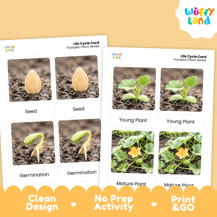 Pumpkin Life Cycle Flashcard 3 Part Card Montessori Science Printable