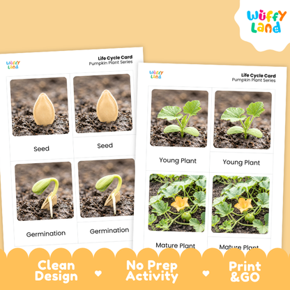 Pumpkin Life Cycle Flashcard 3 Part Card Montessori Science Printable