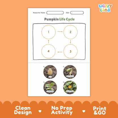 Pumpkin Life Cycle Poster and Cut and Paste Worksheet Activity