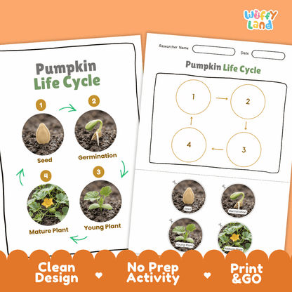 Pumpkin Life Cycle Poster and Cut and Paste Worksheet Activity