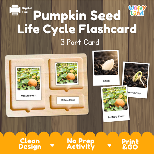 Pumpkin Seed Life Cycle Flashcard 3 Part Card Science Printable Activity