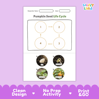Pumpkin Seed Life Cycle Poster and Cut and Paste Activity Worksheets