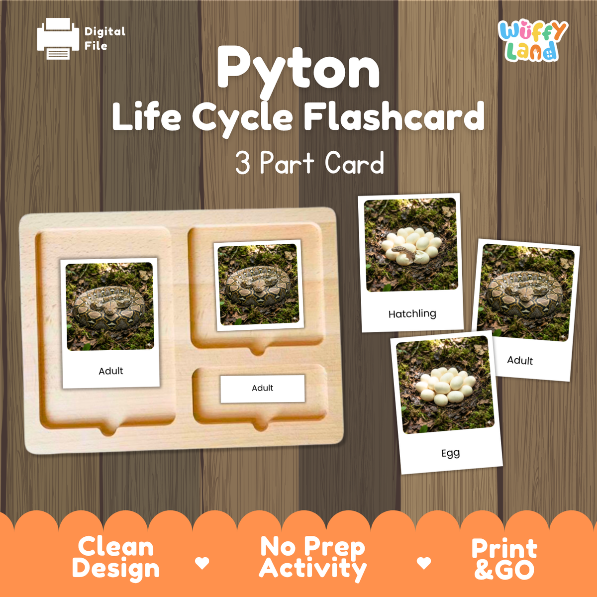 Pyton Life Cycle Flashcard set by Wiffy Land, featuring a wooden 3-part card tray and individual flashcards showing the stages of a snake's life cycle: egg, hatchling, and adult. The cards are displayed on a dark wood background with promotional text at the bottom.