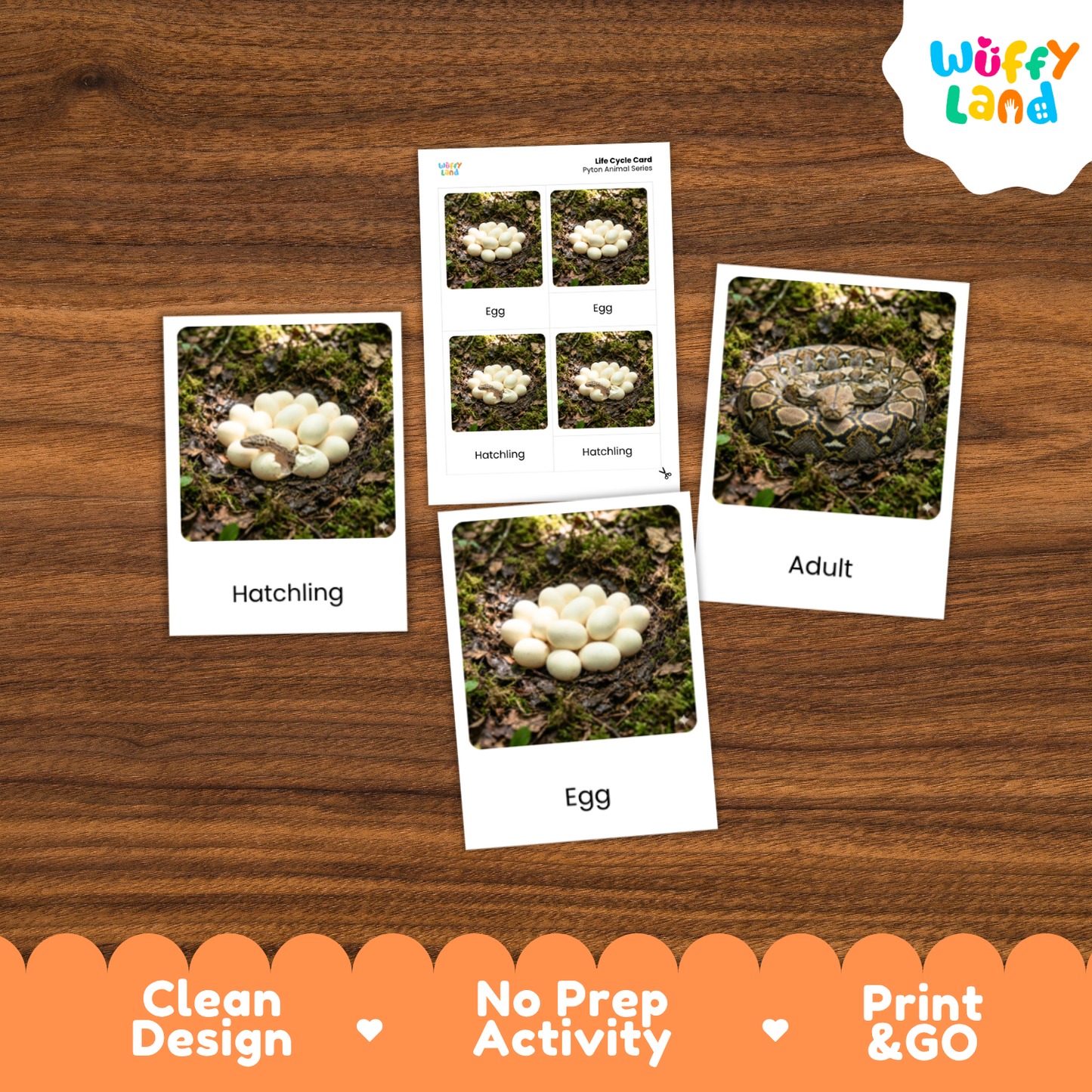 Python Life Cycle Flashcards 3 Part Cards Montessori Science Activity