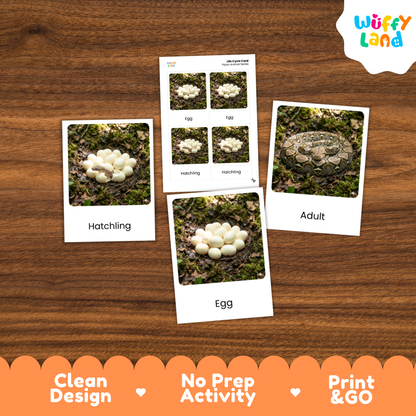 Python Life Cycle Flashcards 3 Part Cards Montessori Science Activity
