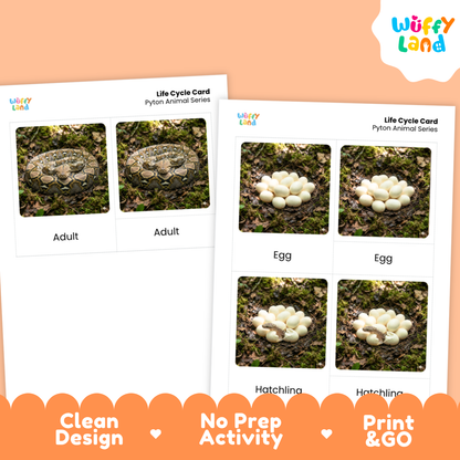 Python Life Cycle Flashcards 3 Part Cards Montessori Science Activity