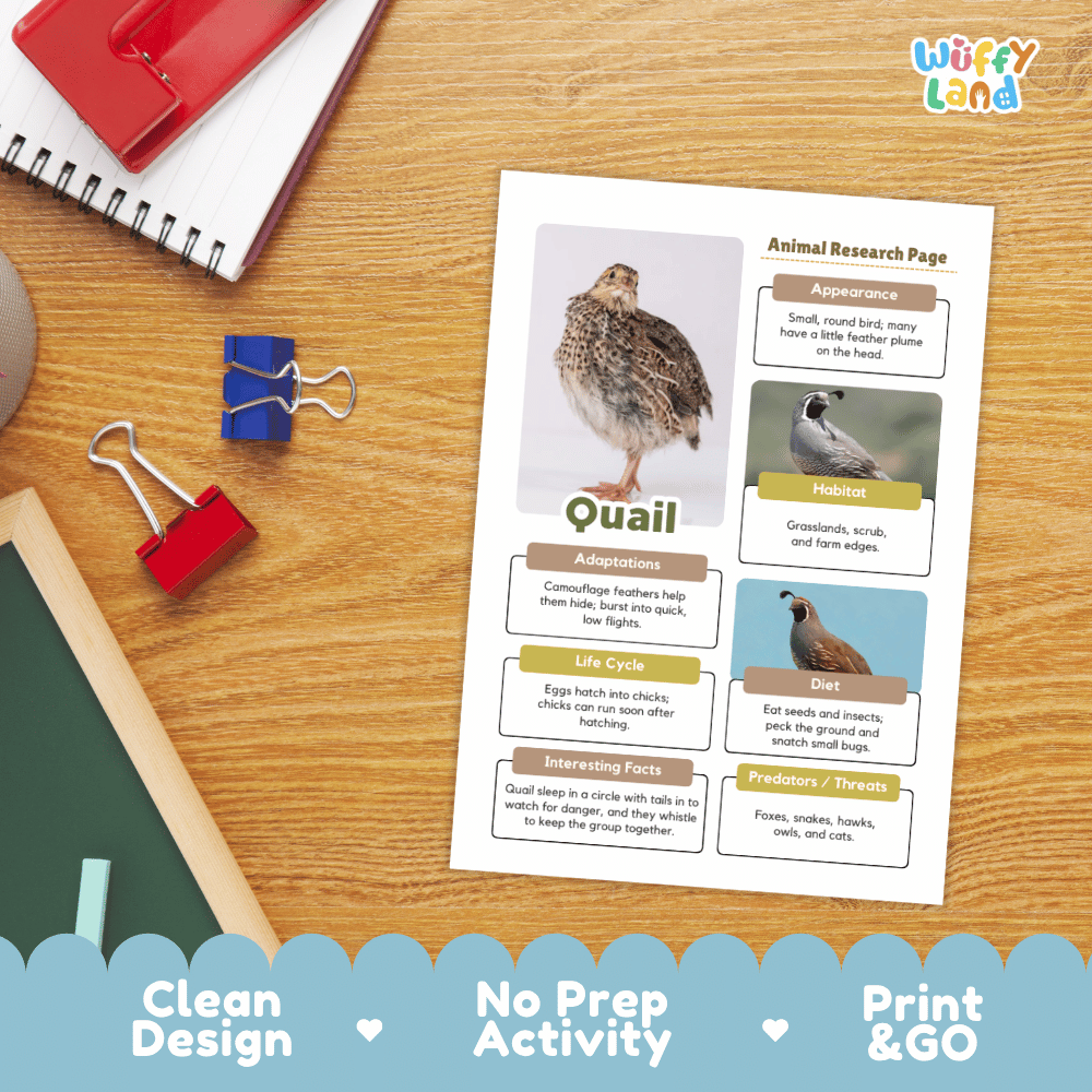 An educational animal research page about a quail is displayed on a wooden desk, surrounded by school supplies like a spiral notebook, binder clips, and a pencil. The page features a clean layout with a bird photo and text boxes for adaptations, habitat, diet, life cycle, and interesting facts.