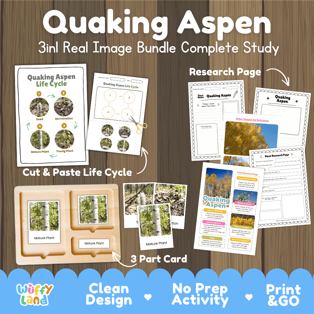 Quaking aspen tree 3in1 real image bundle complete study printable featuring life cycle cut and paste worksheets, Montessori 3-part cards, and research pages